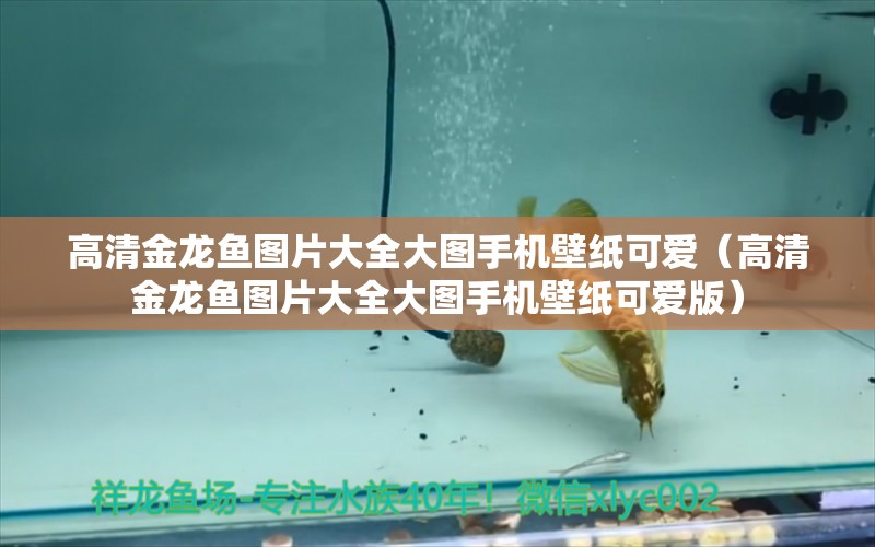 高清金龍魚圖片大全大圖手機壁紙可愛（高清金龍魚圖片大全大圖手機壁紙可愛版） 斑馬鴨嘴魚