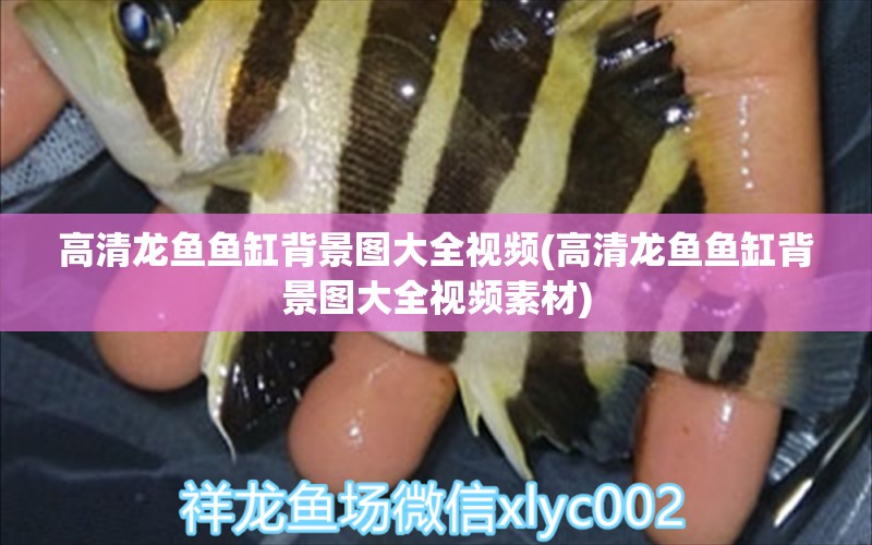 高清龍魚魚缸背景圖大全視頻(高清龍魚魚缸背景圖大全視頻素材)