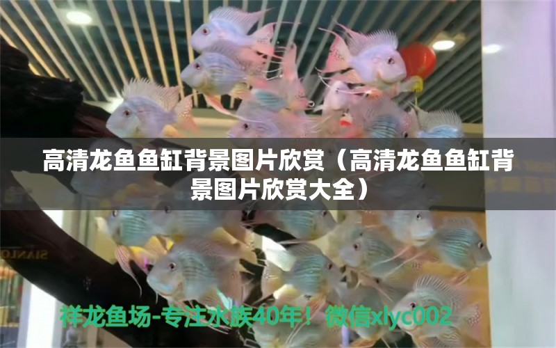 高清龍魚魚缸背景圖片欣賞（高清龍魚魚缸背景圖片欣賞大全）