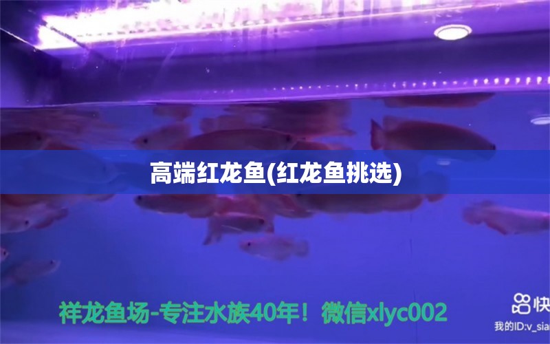 高端紅龍魚(紅龍魚挑選) 速倍妥魚糧魚藥