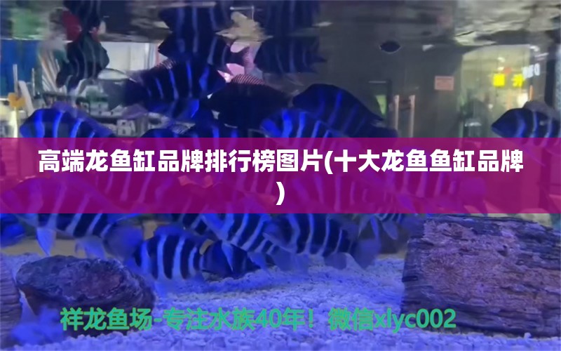 高端龍魚缸品牌排行榜圖片(十大龍魚魚缸品牌) 喂食器