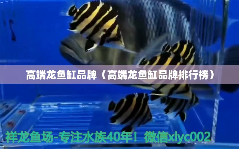 高端龍魚缸品牌（高端龍魚缸品牌排行榜） 鸚鵡魚