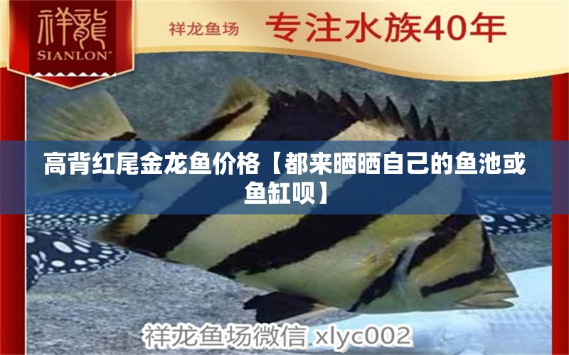 高背紅尾金龍魚價格【都來曬曬自己的魚池或魚缸唄】