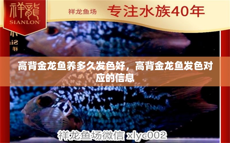 高背金龍魚養(yǎng)多久發(fā)色好，高背金龍魚發(fā)色對(duì)應(yīng)的信息 高背金龍魚