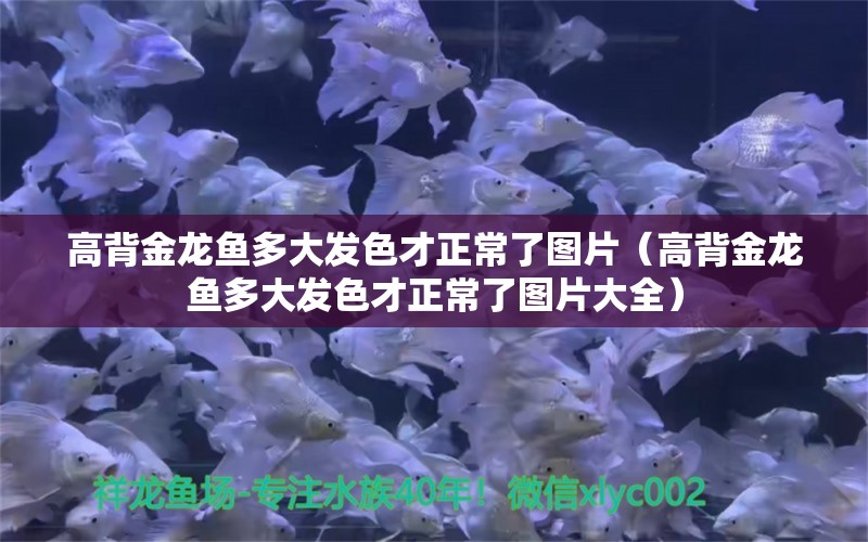 高背金龍魚多大發(fā)色才正常了圖片（高背金龍魚多大發(fā)色才正常了圖片大全） 高背金龍魚