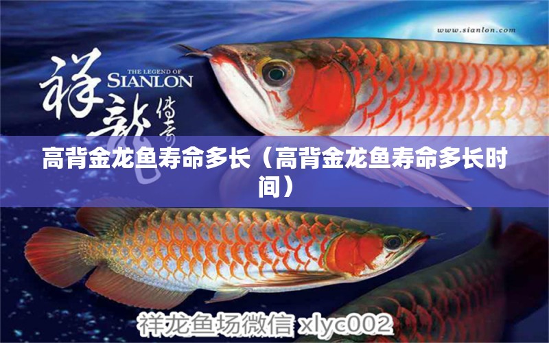 高背金龍魚(yú)壽命多長(zhǎng)（高背金龍魚(yú)壽命多長(zhǎng)時(shí)間） 高背金龍魚(yú)