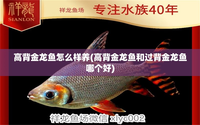 高背金龍魚怎么樣養(yǎng)(高背金龍魚和過背金龍魚哪個好) 高背金龍魚