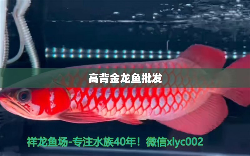 高背金龍魚批發(fā)