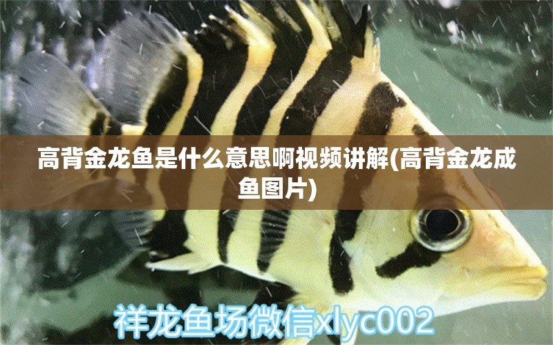 高背金龍魚是什么意思啊視頻講解(高背金龍成魚圖片)