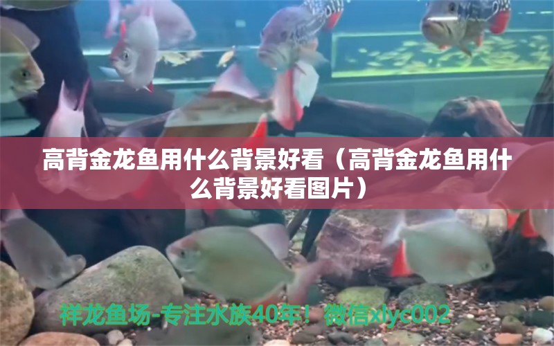 高背金龍魚用什么背景好看（高背金龍魚用什么背景好看圖片）