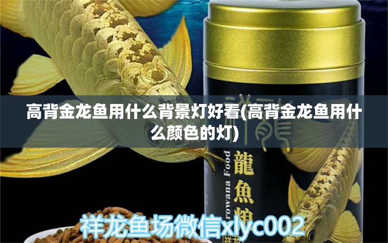 高背金龍魚用什么背景燈好看(高背金龍魚用什么顏色的燈) 高背金龍魚