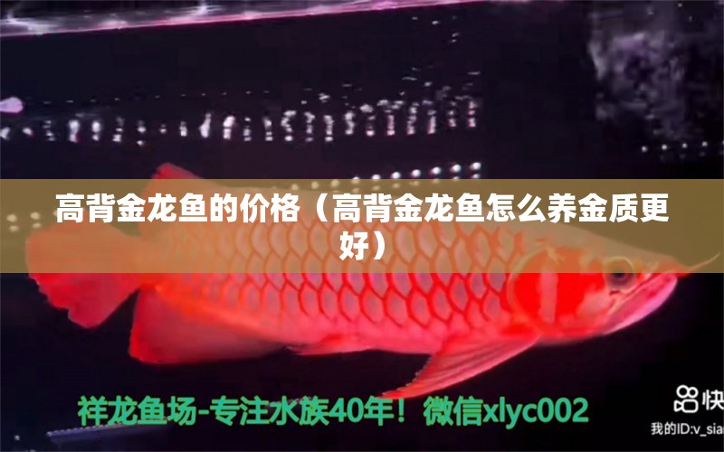 高背金龍魚的價格（高背金龍魚怎么養(yǎng)金質(zhì)更好） 高背金龍魚