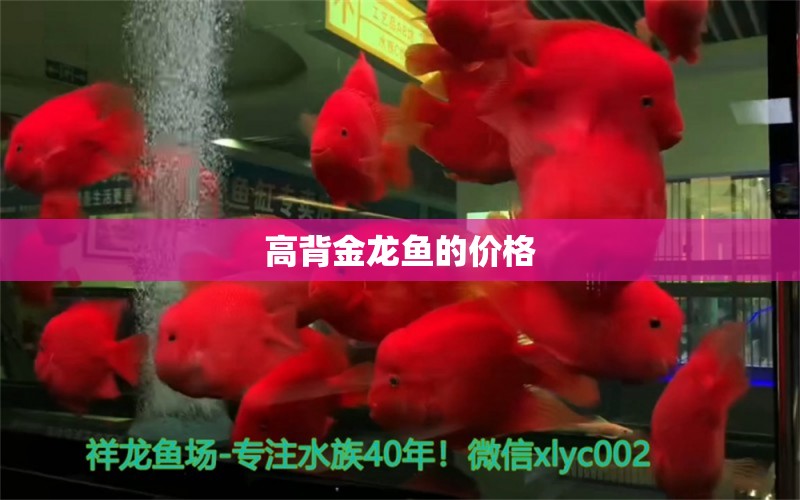 高背金龍魚的價格