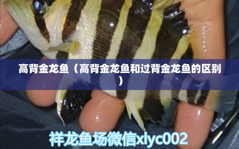 高背金龍魚（高背金龍魚和過(guò)背金龍魚的區(qū)別） 高背金龍魚