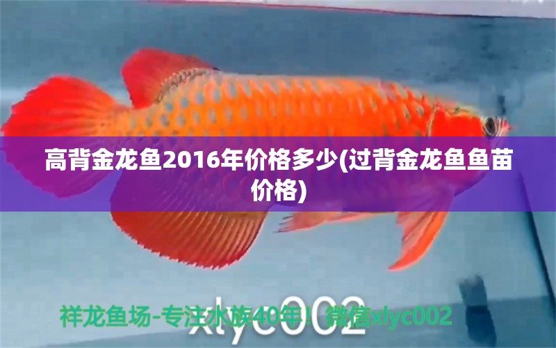 高背金龍魚2016年價(jià)格多少(過背金龍魚魚苗價(jià)格) 高背金龍魚