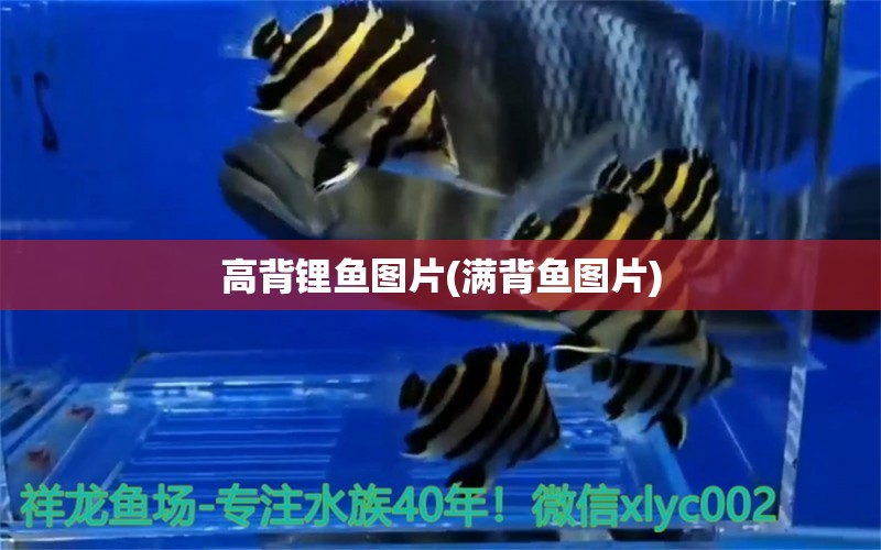 高背鋰魚圖片(滿背魚圖片) 財神鸚鵡魚