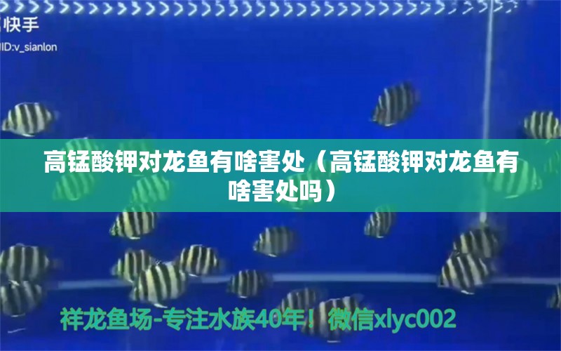 高錳酸鉀對龍魚有啥害處（高錳酸鉀對龍魚有啥害處嗎） 龍魚疾病與治療