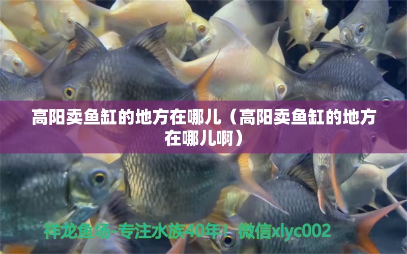 高陽賣魚缸的地方在哪兒（高陽賣魚缸的地方在哪兒?。?觀賞魚市場（混養(yǎng)魚）