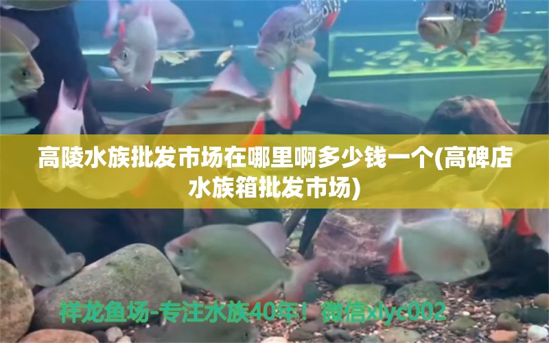 高陵水族批發(fā)市場在哪里啊多少錢一個(gè)(高碑店水族箱批發(fā)市場) 觀賞魚水族批發(fā)市場