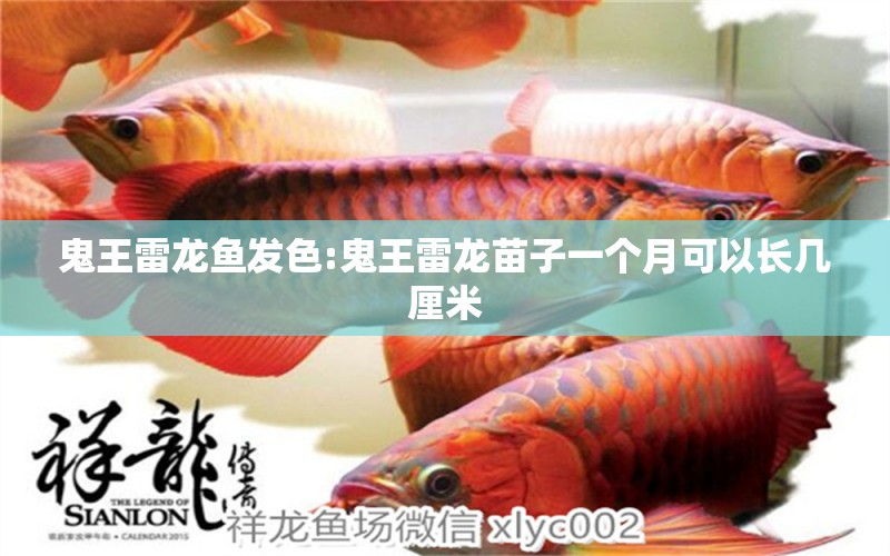 鬼王雷龍魚發(fā)色:鬼王雷龍苗子一個月可以長幾厘米