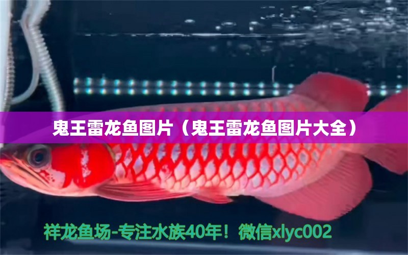 鬼王雷龍魚圖片（鬼王雷龍魚圖片大全）