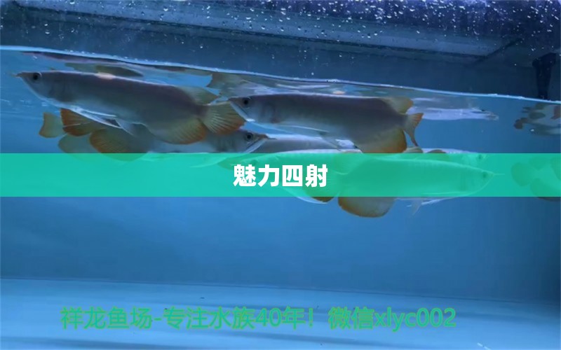 魅力四射 金龍魚糧