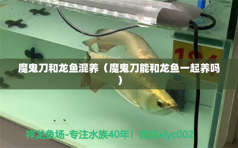 魔鬼刀和龍魚混養(yǎng)（魔鬼刀能和龍魚一起養(yǎng)嗎）