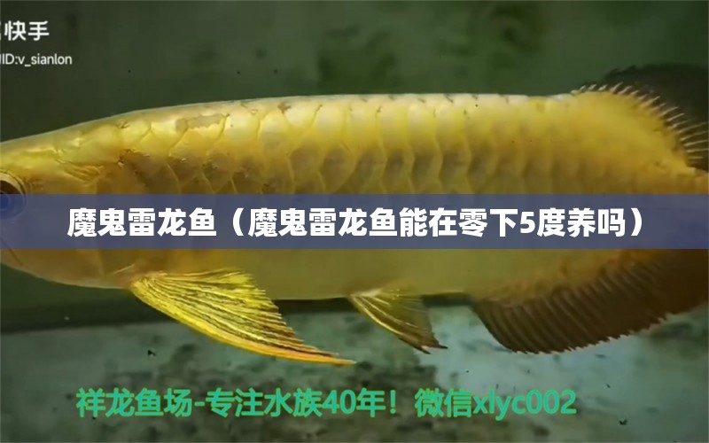 魔鬼雷龍魚（魔鬼雷龍魚能在零下5度養(yǎng)嗎）