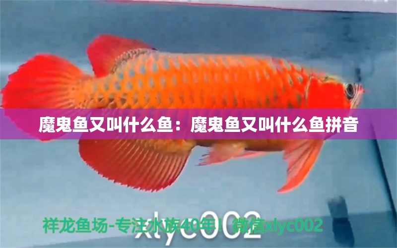 魔鬼魚又叫什么魚：魔鬼魚又叫什么魚拼音