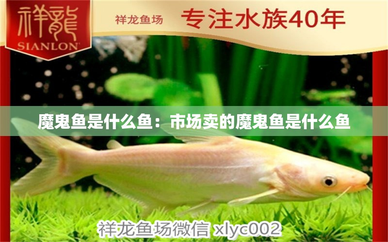 魔鬼魚是什么魚：市場(chǎng)賣的魔鬼魚是什么魚