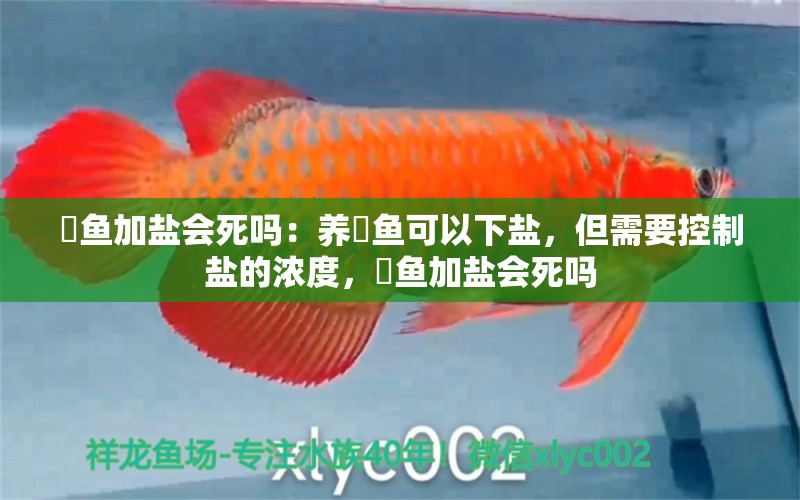 魟魚(yú)加鹽會(huì)死嗎：養(yǎng)魟魚(yú)可以下鹽，但需要控制鹽的濃度，魟魚(yú)加鹽會(huì)死嗎 魟魚(yú)百科 第2張