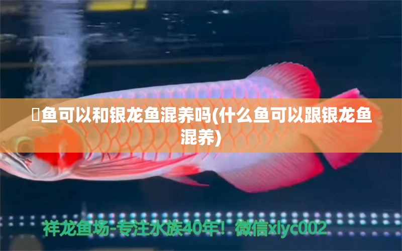 魟魚可以和銀龍魚混養(yǎng)嗎(什么魚可以跟銀龍魚混養(yǎng)) 銀龍魚