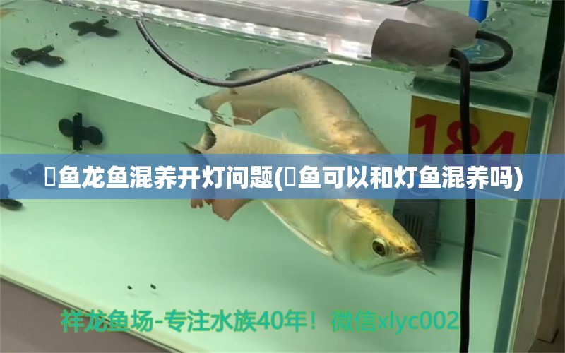 魟魚龍魚混養(yǎng)開燈問題(鳉魚可以和燈魚混養(yǎng)嗎) 速倍妥魚糧魚藥