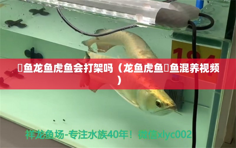 魟魚龍魚虎魚會打架嗎（龍魚虎魚魟魚混養(yǎng)視頻） 三色錦鯉魚