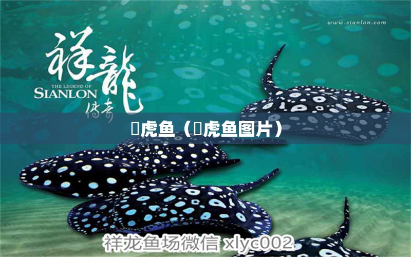 鰕虎魚(yú)（鰕虎魚(yú)圖片） 虎魚(yú)百科