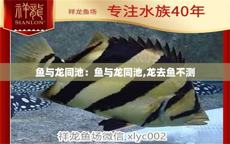 魚與龍同池：魚與龍同池,龍去魚不測