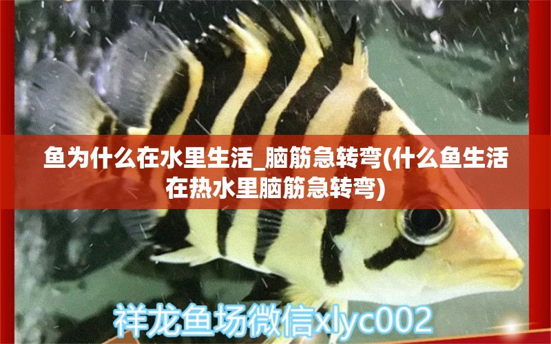 魚為什么在水里生活_腦筋急轉(zhuǎn)彎(什么魚生活在熱水里腦筋急轉(zhuǎn)彎) 申古銀版魚