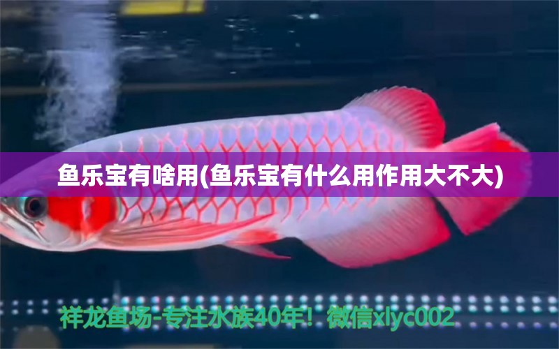 魚樂寶有啥用(魚樂寶有什么用作用大不大) 粗線銀版魚