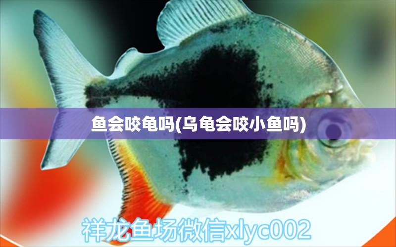 魚會(huì)咬龜嗎(烏龜會(huì)咬小魚嗎) 烏龜