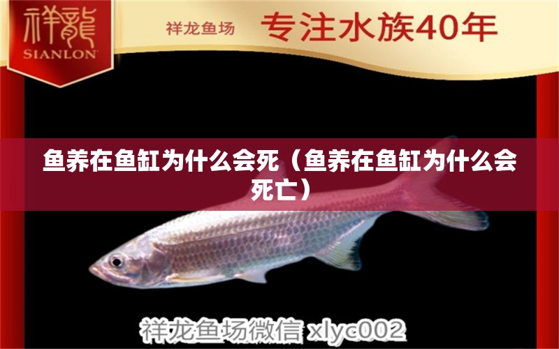 魚養(yǎng)在魚缸為什么會(huì)死（魚養(yǎng)在魚缸為什么會(huì)死亡） 大日玉鯖魚