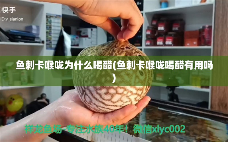 魚刺卡喉嚨為什么喝醋(魚刺卡喉嚨喝醋有用嗎) 玫瑰銀版魚