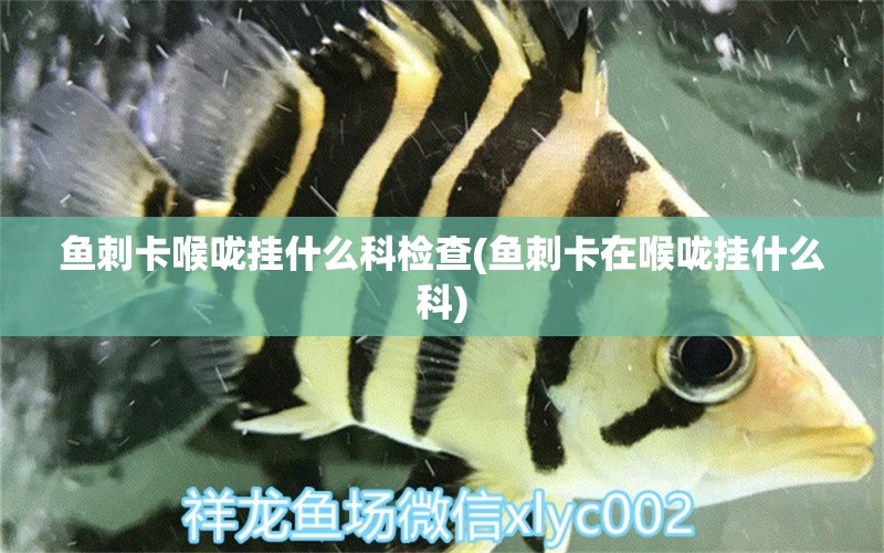 魚刺卡喉嚨掛什么科檢查(魚刺卡在喉嚨掛什么科)