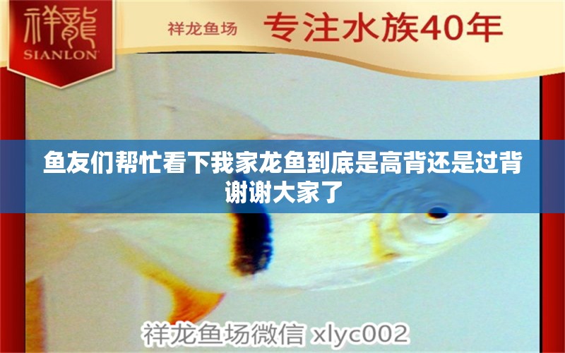 魚友們幫忙看下我家龍魚到底是高背還是過背謝謝大家了 巴西亞魚