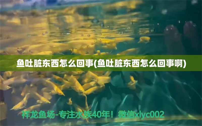 魚吐臟東西怎么回事(魚吐臟東西怎么回事啊) 巴卡雷龍魚