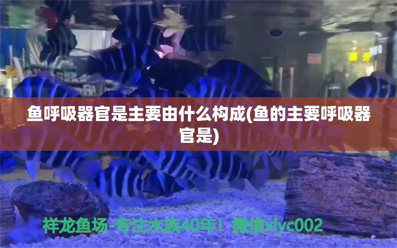 魚呼吸器官是主要由什么構(gòu)成(魚的主要呼吸器官是) 白子銀版魚