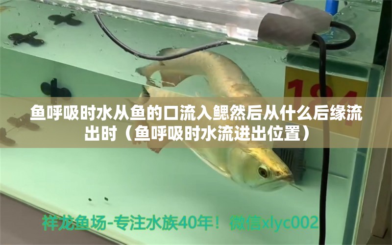 魚呼吸時水從魚的口流入鰓然后從什么后緣流出時（魚呼吸時水流進出位置） 祥龍水族醫(yī)院