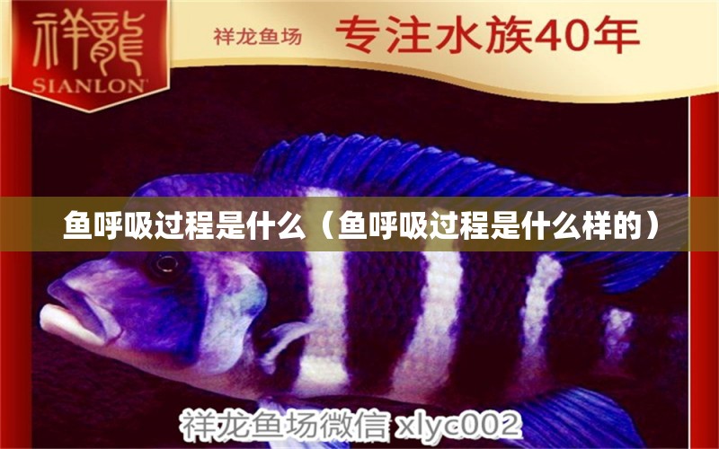 魚呼吸過程是什么（魚呼吸過程是什么樣的）