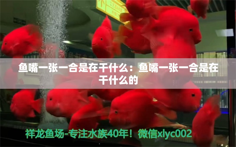 魚(yú)嘴一張一合是在干什么：魚(yú)嘴一張一合是在干什么的 非洲金鼓魚(yú)