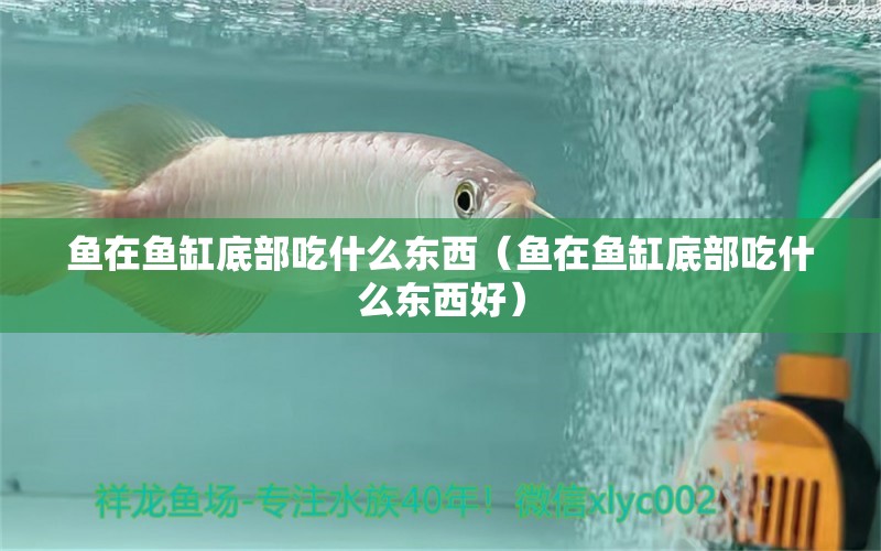 魚在魚缸底部吃什么東西（魚在魚缸底部吃什么東西好）