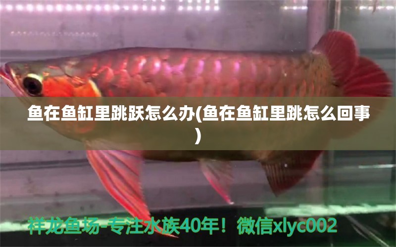 魚在魚缸里跳躍怎么辦(魚在魚缸里跳怎么回事) 白條過背金龍魚 第1張